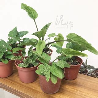 闊葉盆栽|居家觀葉植物怎麼挑？該怎麼照顧？新手入門推薦 一。